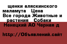 щенки аляскинского маламута › Цена ­ 20 000 - Все города Животные и растения » Собаки   . Ненецкий АО,Черная д.